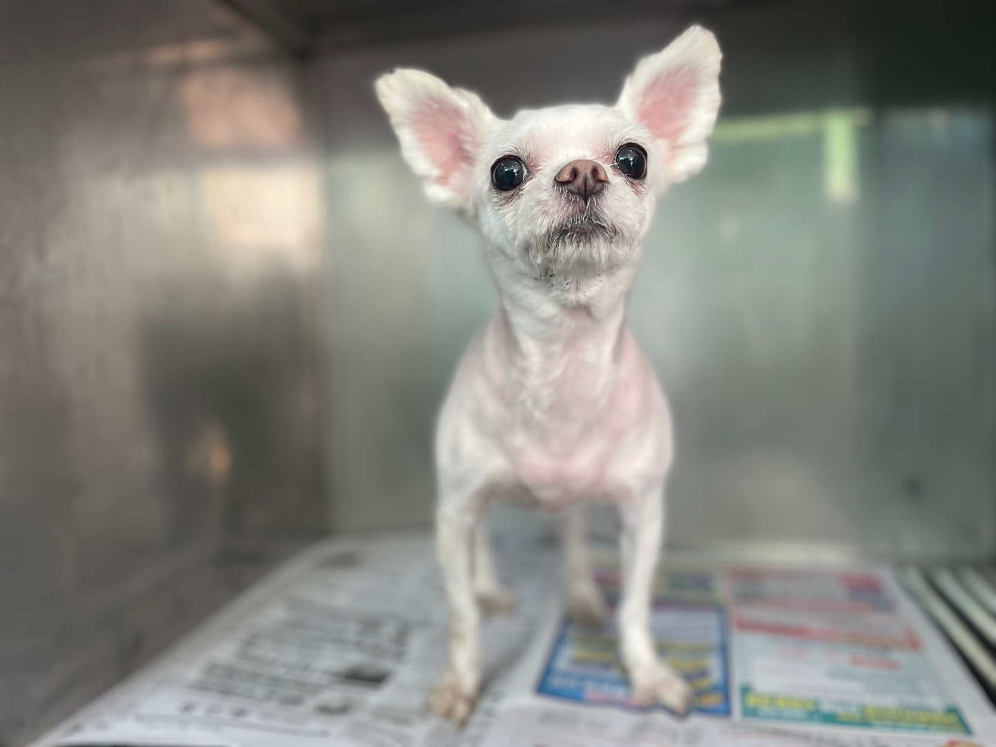 광주 동물보호소_429360202300298